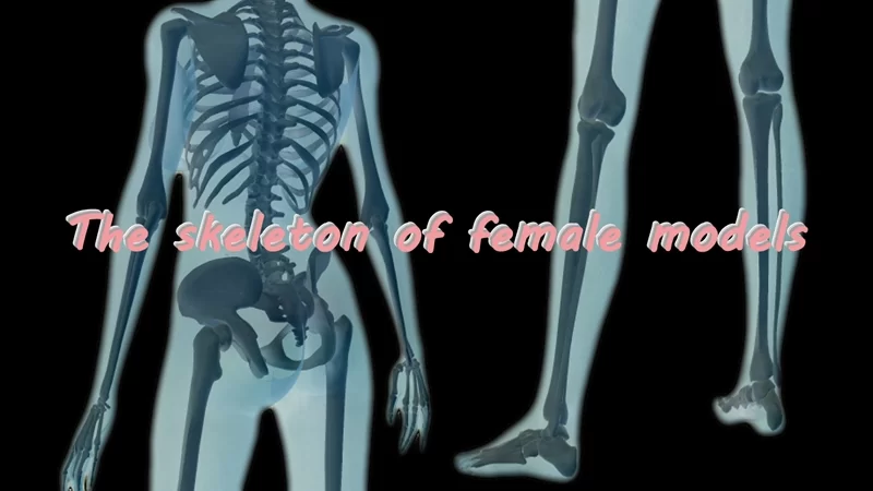 The skeleton of female models by Ning