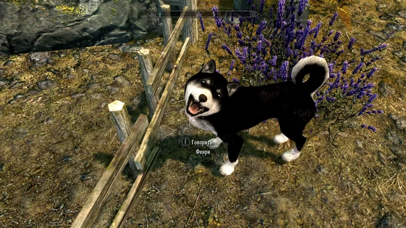 Питомцы в Скайриме \ Pets of Skyrim